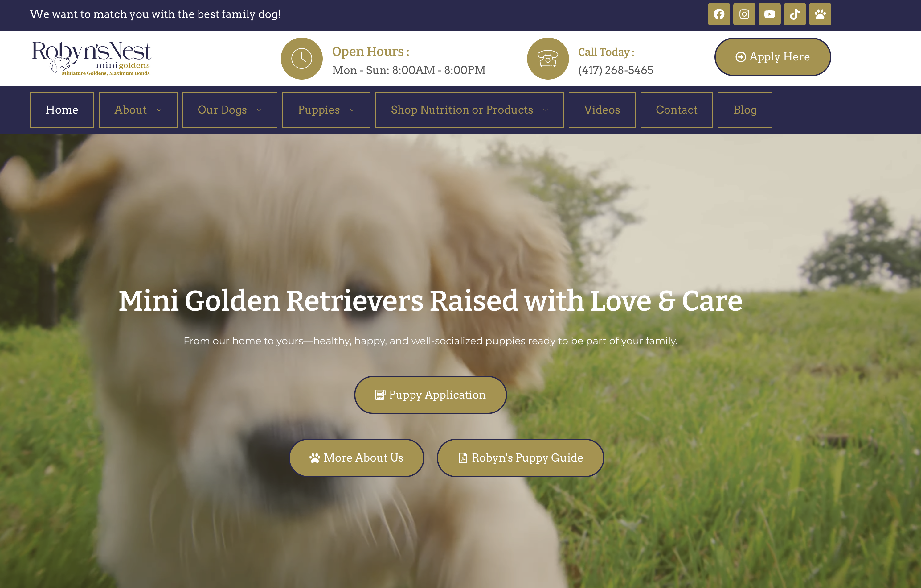 Robyns Nest Mini Goldens